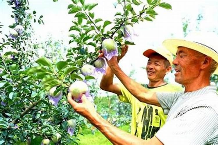 水溶肥多少一斤