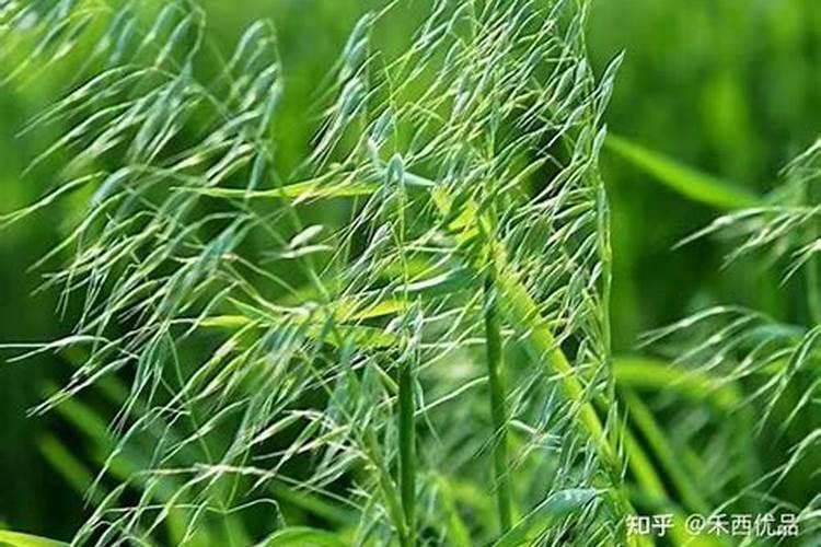 燕麦草在鄂尔多斯地区早春最早啥时候种植合适？