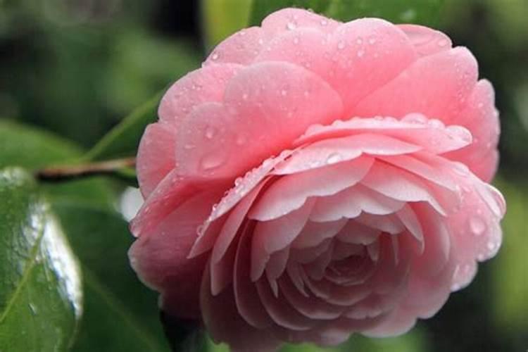 茶花浇什么肥最好