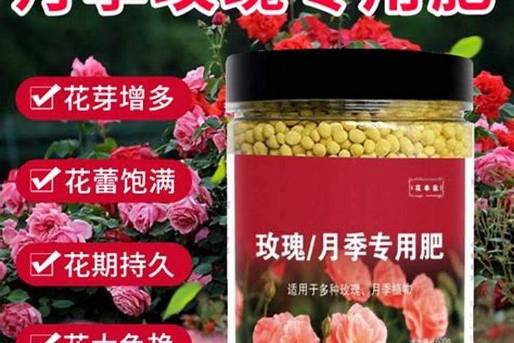 月季最好的肥料是什么？