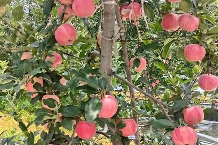 硅肥什么牌子最好