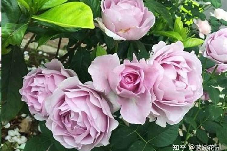 莲藕叶子什么时候彩摘？