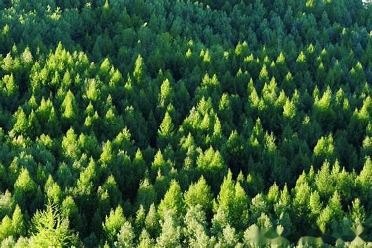 3年的松树施什么肥施多少一棵