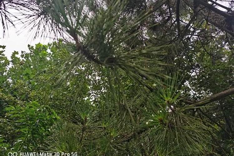 松树能不能施钾肥？