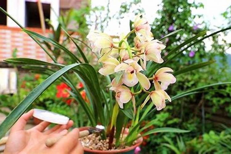 兰花秋季可以施三元复合肥吗？花苞接触到肥料有问题吗？