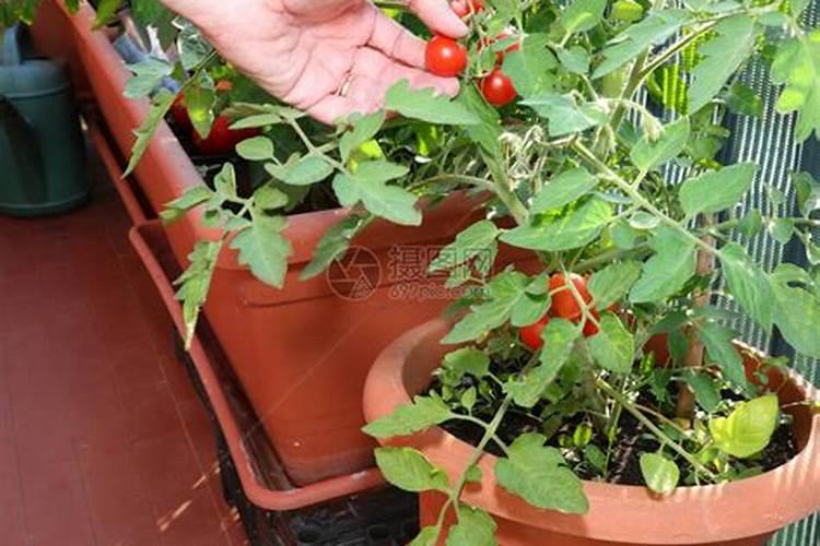 在花盆里种植西红柿的注意事项