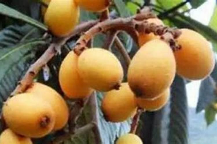 枇杷正确施肥方法