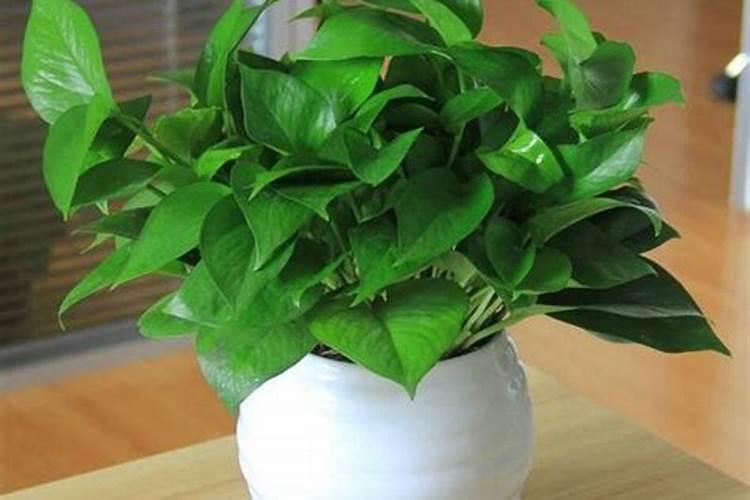 绿萝能施磷肥复合肥和尿素吗