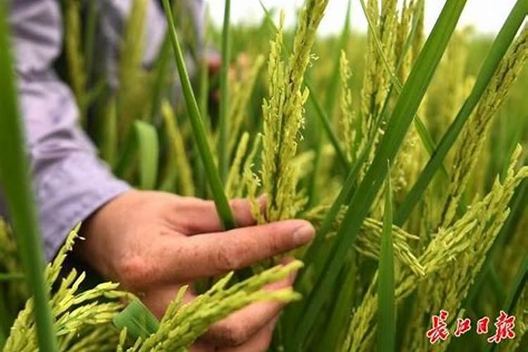 种荔枝施什么肥