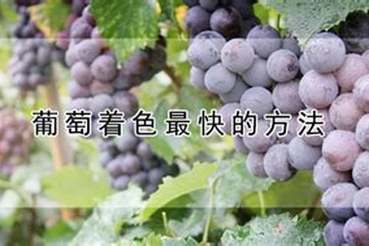 芸苔素喷玉米真的能增产吗(玉米喷施使用芸苔素最佳时间)