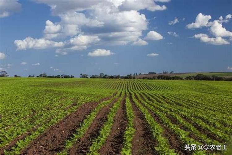 花生追肥可以用尿素吗