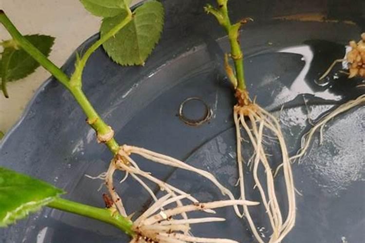 月季什么时候可以施肥