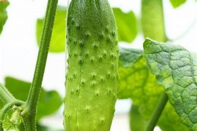 黄瓜每个阶段怎样施肥