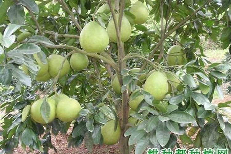 高产沙田柚种植技术精华