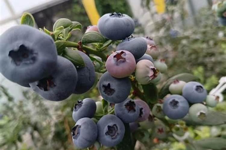 大品牌的复合肥有哪些