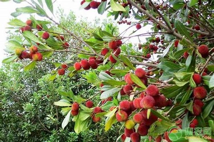 杨梅树用什么肥料最好