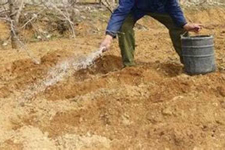 老鸦柿下山栽了二年了只发芽不长毛细根怎么办？