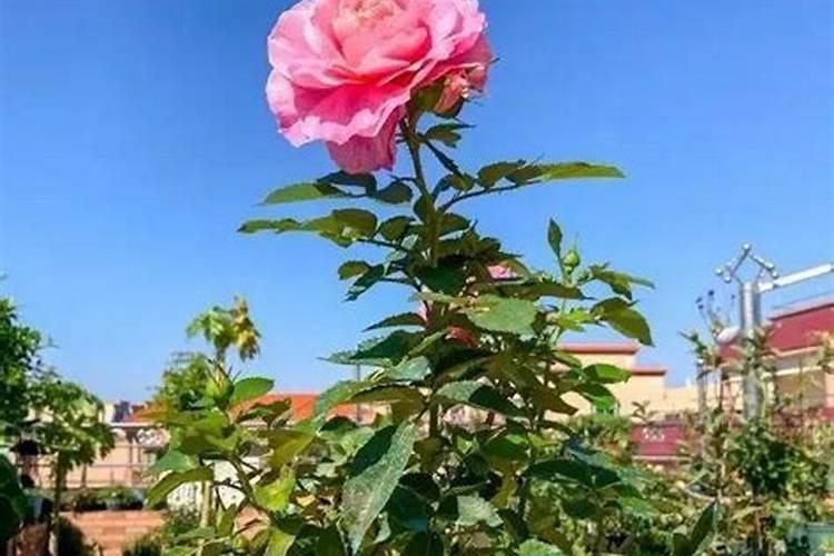 “肥宅快乐水”是什么梗？