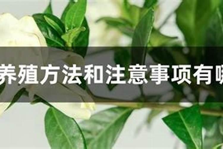 栀子花怎么施肥