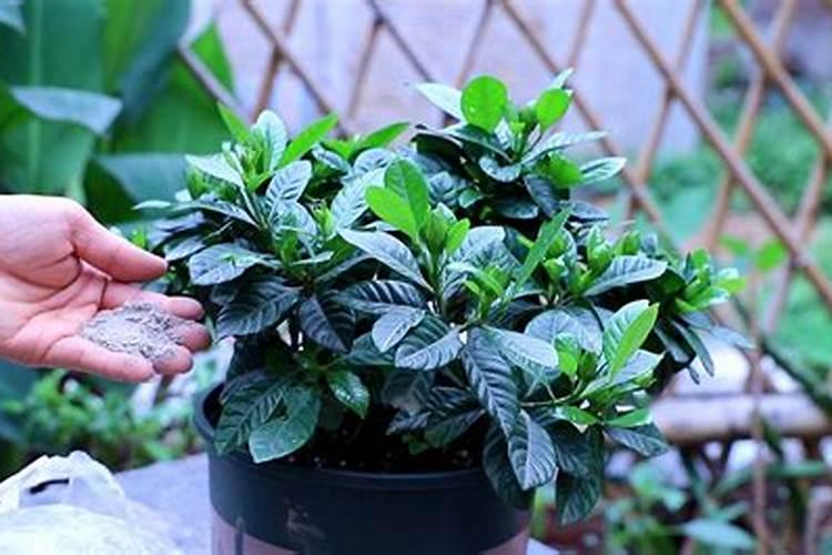 栀子花怎么施肥
