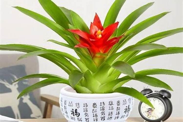 鸿运当头浇什么肥料合适