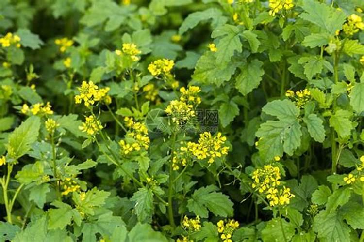 金弹子多久施一次肥 金弹子肥料多久施用一次