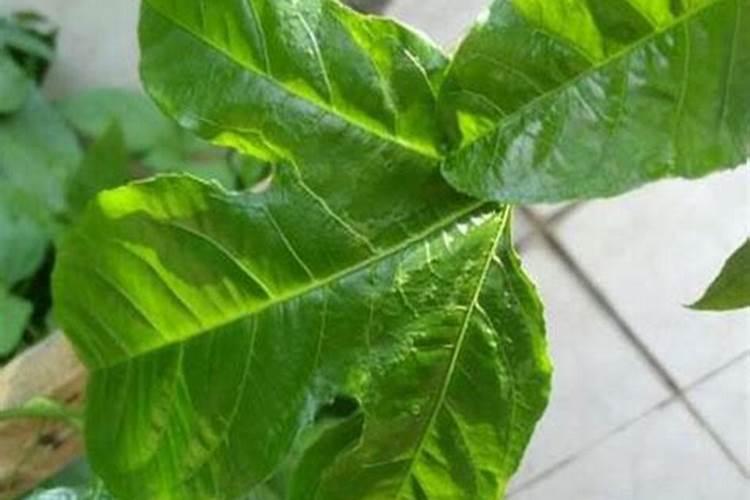百香果施尿素过多肥料中毒？如何换救？