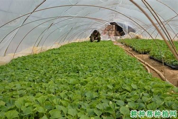 西瓜种植技术和施肥方法