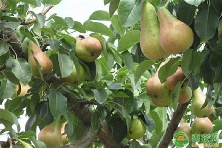 辣椒苗如何过冬