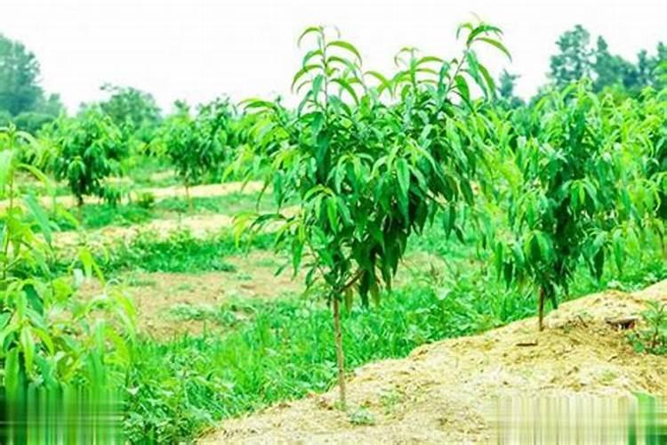 桃树冬天施什么肥？