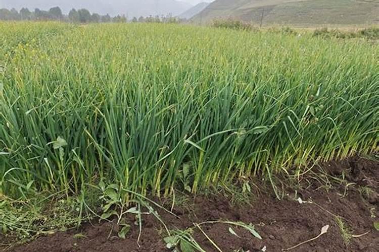 有机肥是指什么肥料