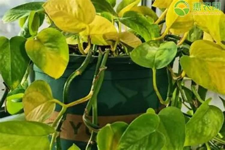 绿萝可以施复合肥吗