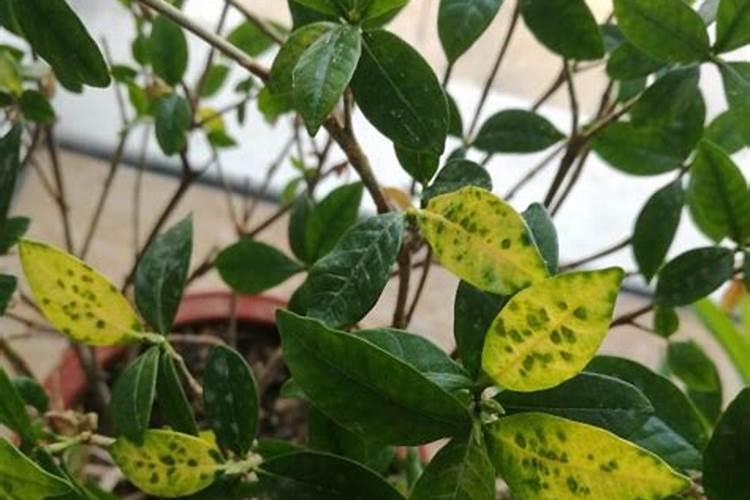 人参榕叶子发黄是怎么回事