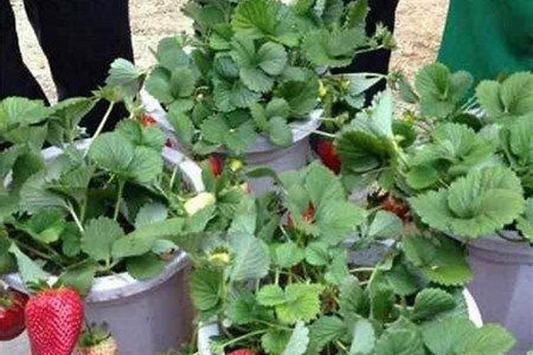 草莓开花期施什么肥