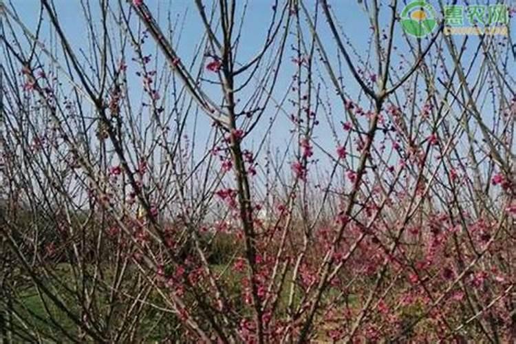 秋季海参圈养殖的一些常见问题和解决方案你知道吗？