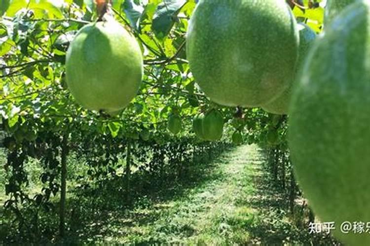 百香果树如何施肥