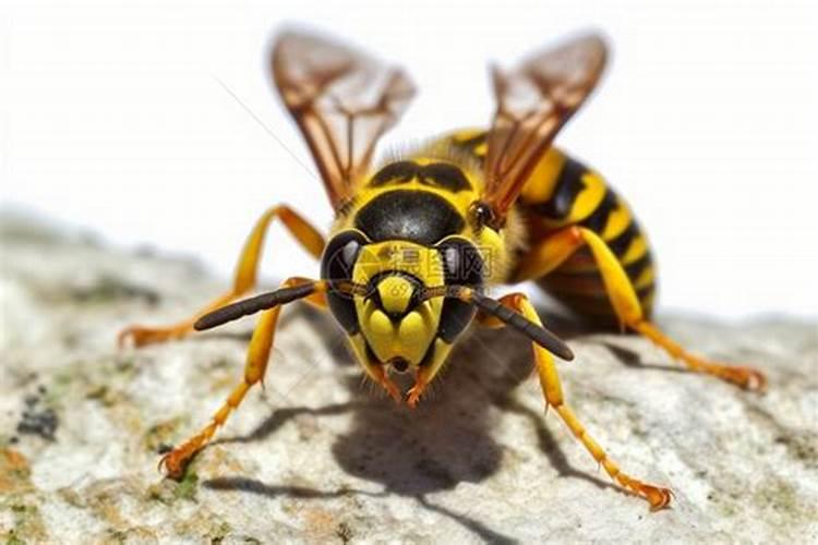 史丹利大量元素水溶肥料打花生一桶水兑多少