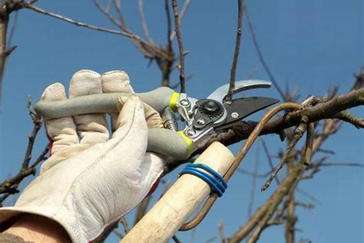 黄瓜喷什么叶面肥茎杆粗壮