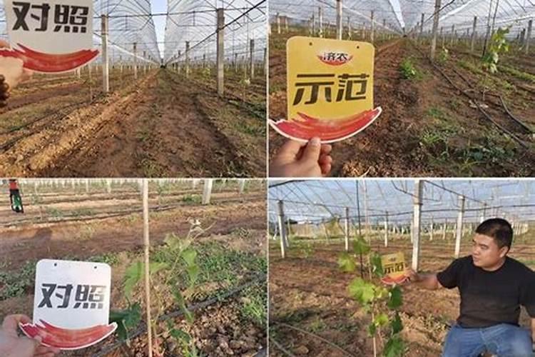 阳光玫瑰,科学施肥!