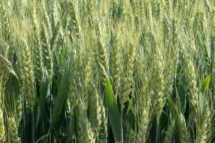 小麦一年施肥几次 施肥最佳时间