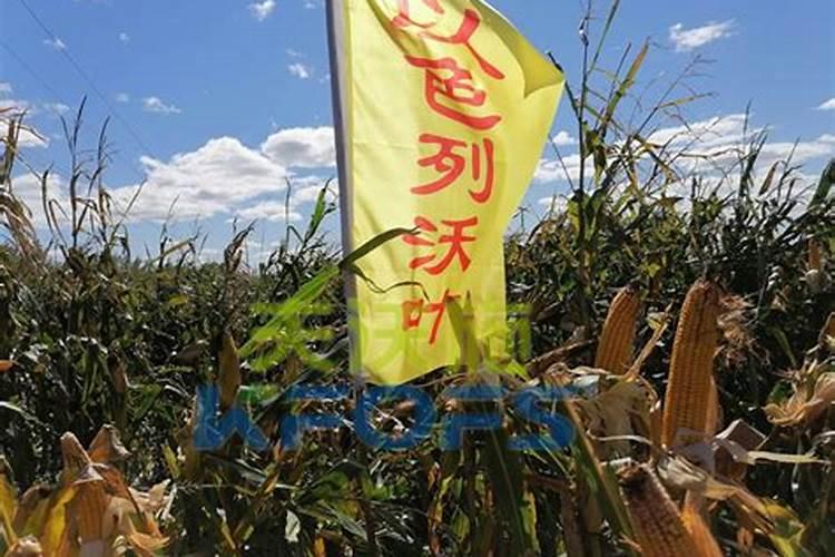 叶面喷施锌肥作用,喷施用量为多少合适