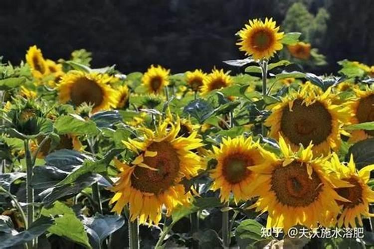 葵花蕾期最佳施肥方法