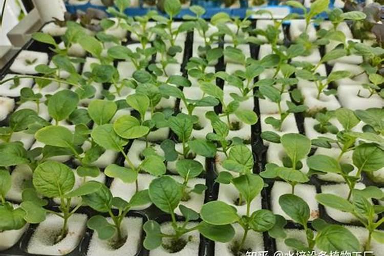 铜钱草可以用氮肥吗 园艺师教你如何正确栽培