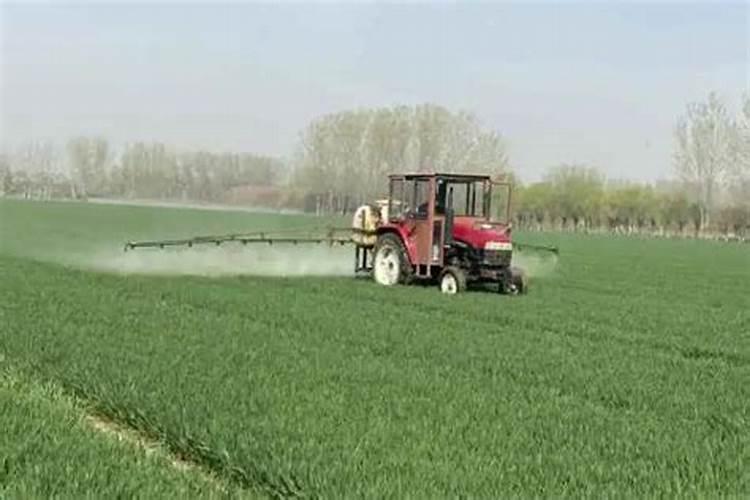 蛋白桑做饲料用哪个品种最好