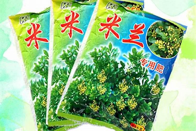 用磷酸二氢钾给米兰花催花需要注意些什么