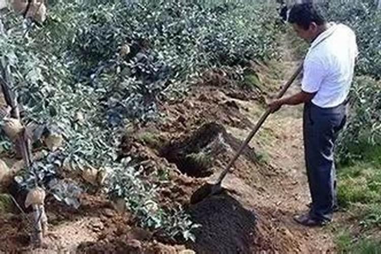 磷肥对果树起什么作用