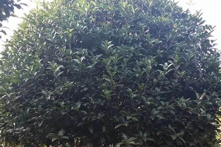紫菜生长环境条件及特点