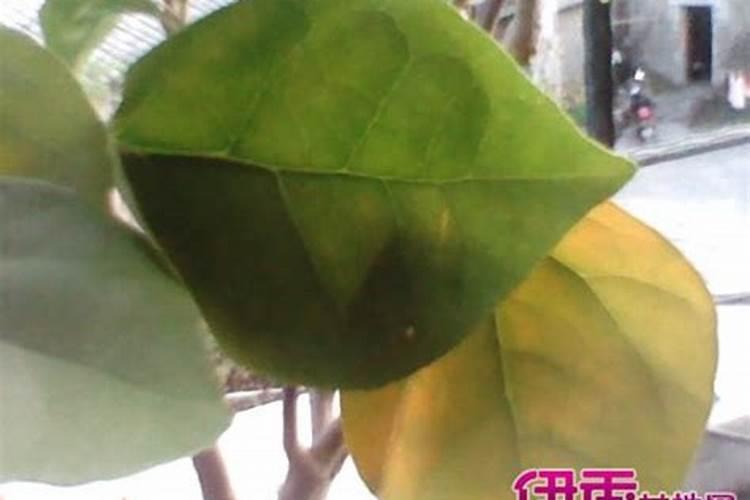 三角梅用什么肥料开花