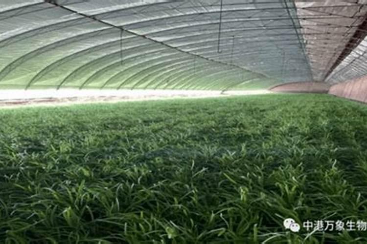 橘子树多久浇施一次肥 橘子树的肥料施用频率是多久？