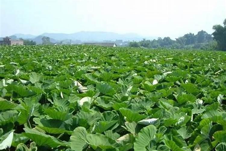 海沙的用途是什么